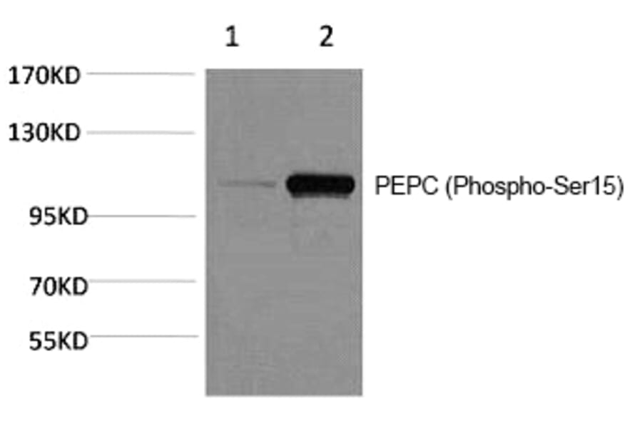 Western blot - PEPC (Phospho-Ser15) Polyclonal Antibody from Signalway Antibody (12178) - Antibodies.com