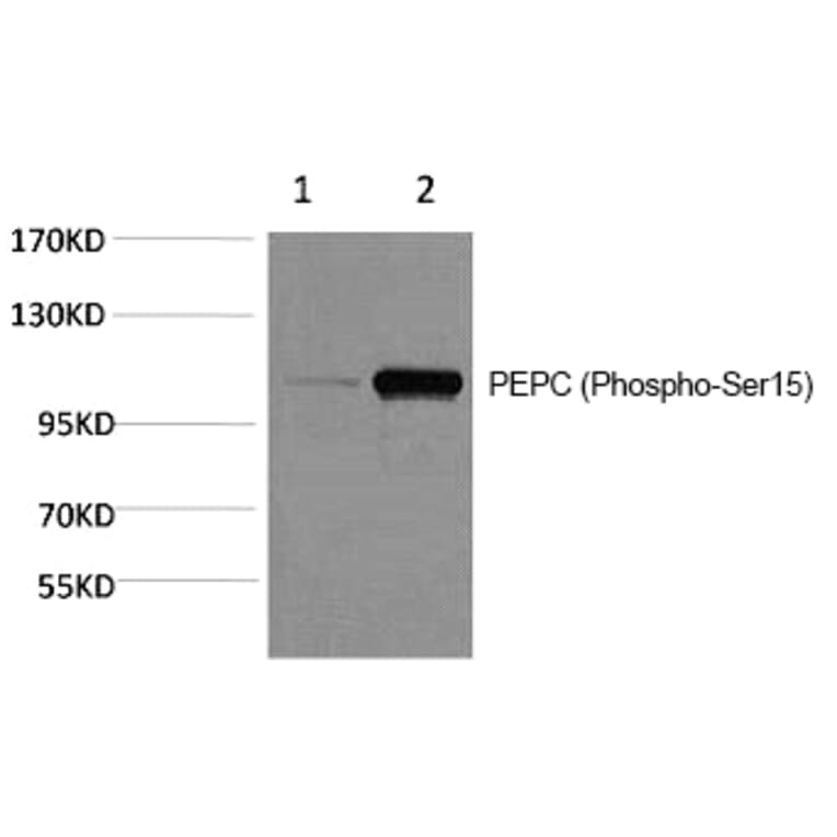 Western blot - PEPC (Phospho-Ser15) Polyclonal Antibody from Signalway Antibody (12178) - Antibodies.com