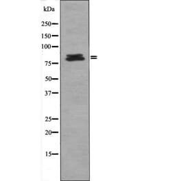 Western blot - HSL (Phospho-Ser660) Antibody from Signalway Antibody (12416) - Antibodies.com
