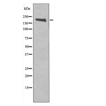 Western blot - Ret (Phospho-Tyr905) Antibody from Signalway Antibody (12433) - Antibodies.com