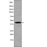 Western blot - Gz-α (Phospho-Ser16) Antibody from Signalway Antibody (12439) - Antibodies.com