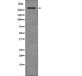 Western blot - ATM (Phospho-Ser367) Antibody from Signalway Antibody (12465) - Antibodies.com