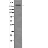 Western blot - ATM (Phospho-Ser367) Antibody from Signalway Antibody (12465) - Antibodies.com