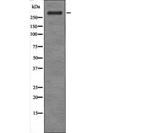 Western blot - ATM (Phospho-Ser183) Antibody from Signalway Antibody (12466) - Antibodies.com