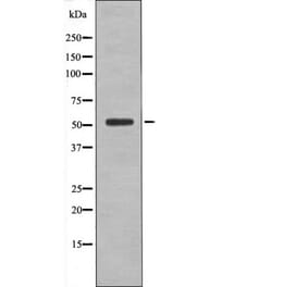Western blot - BRK (Phospho-Tyr342) Antibody from Signalway Antibody (12490) - Antibodies.com