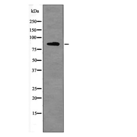 Western blot - FER (Phospho-Tyr714) Antibody from Signalway Antibody (12502) - Antibodies.com