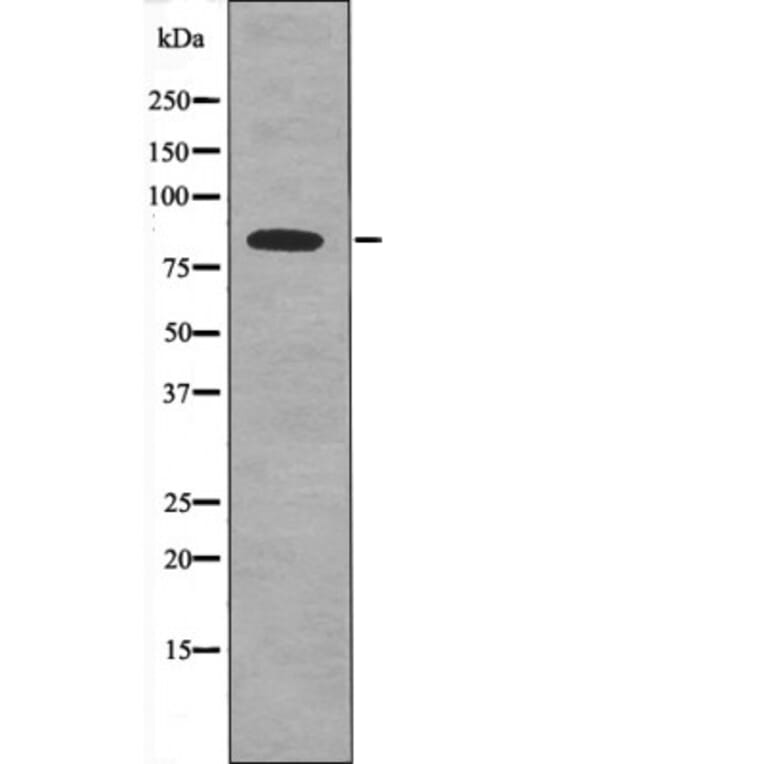 Western blot - SIK (Phospho-Thr182) Antibody from Signalway Antibody (12533) - Antibodies.com