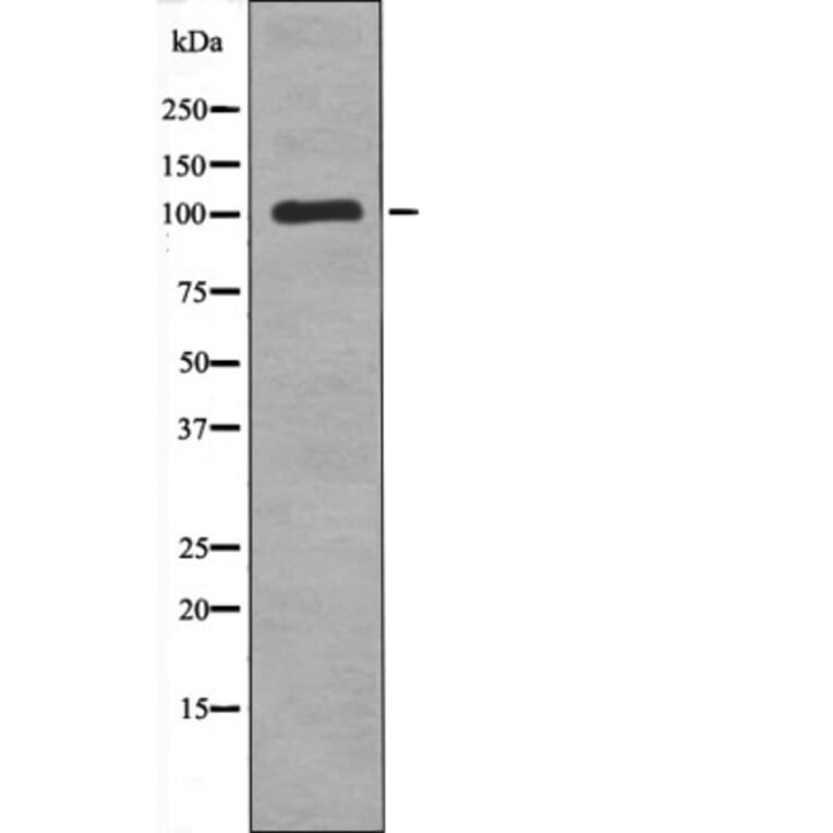 Western blot - TTK (Phospho-Thr676) Antibody from Signalway Antibody (12537) - Antibodies.com