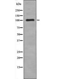 Western blot - TTK (Phospho-Thr676) Antibody from Signalway Antibody (12537) - Antibodies.com