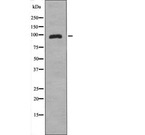 Western blot - ZAK (Phospho-Ser165) Antibody from Signalway Antibody (12538) - Antibodies.com