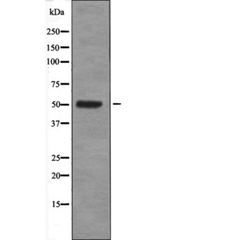 Western blot - Fos (Phospho-Ser374) Antibody from Signalway Antibody (12599) - Antibodies.com