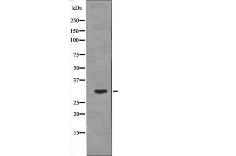 Western blot - PDX1 (Phospho-Ser61) Antibody from Signalway Antibody (12625) - Antibodies.com