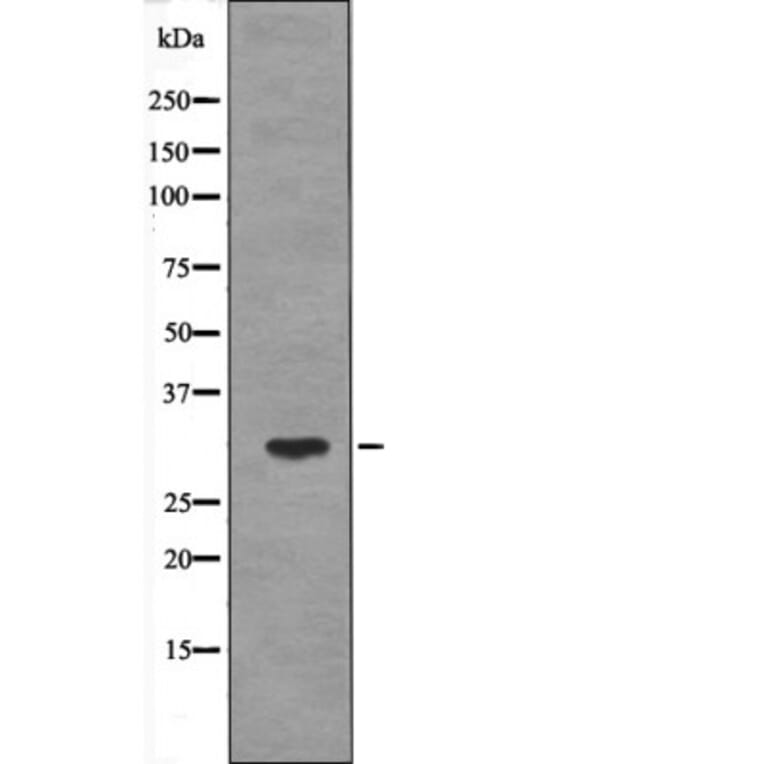 Western blot - PDX1 (Phospho-Ser61) Antibody from Signalway Antibody (12625) - Antibodies.com