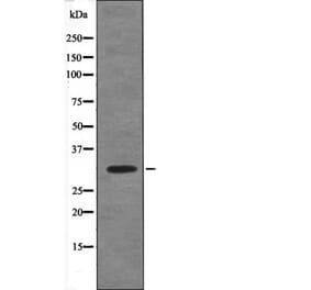 Western blot - PDX1 (Phospho-Ser66) Antibody from Signalway Antibody (12626) - Antibodies.com