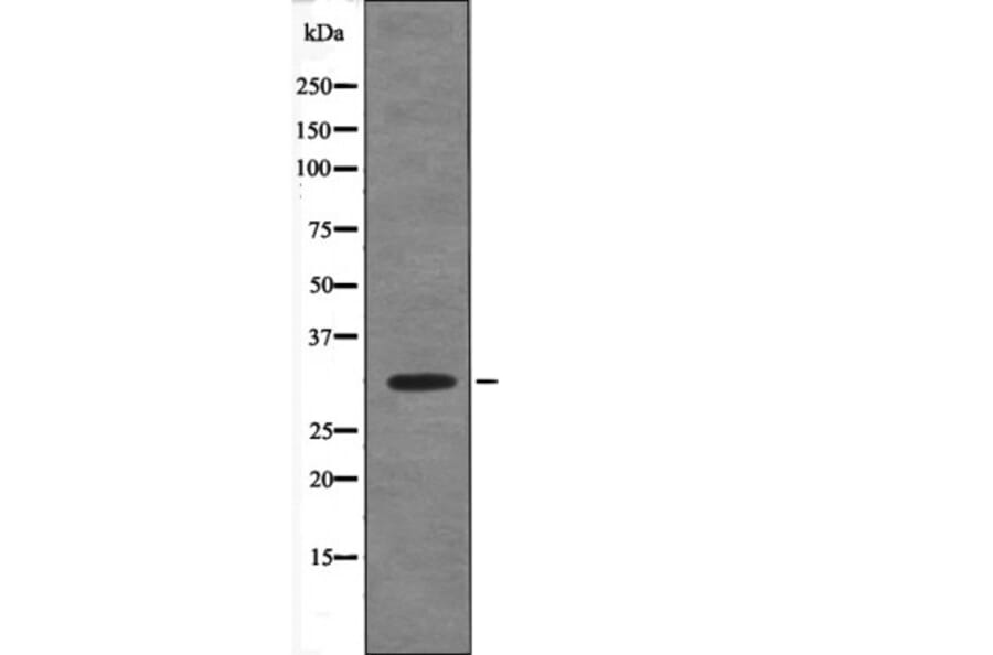 Western blot - PDX1 (Phospho-Ser66) Antibody from Signalway Antibody (12626) - Antibodies.com