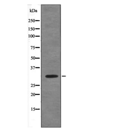 Western blot - PDX1 (Phospho-Ser66) Antibody from Signalway Antibody (12626) - Antibodies.com