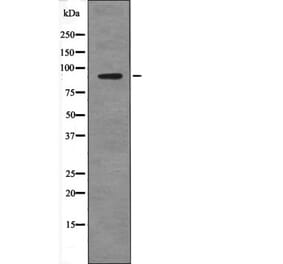 Western blot - SP1 (Phospho-Thr278) Antibody from Signalway Antibody (12638) - Antibodies.com