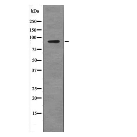 Western blot - SP1 (Phospho-Thr278) Antibody from Signalway Antibody (12638) - Antibodies.com