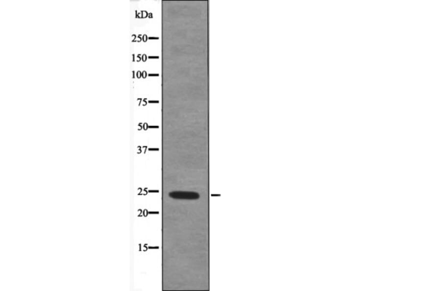 Western blot - TPPP (Phospho-Ser18) Antibody from Signalway Antibody (12649) - Antibodies.com