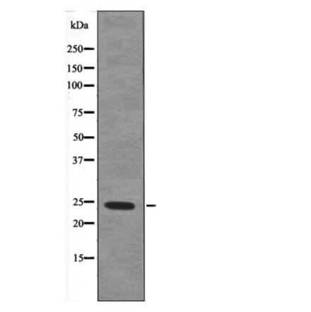 Western blot - TPPP (Phospho-Ser18) Antibody from Signalway Antibody (12649) - Antibodies.com