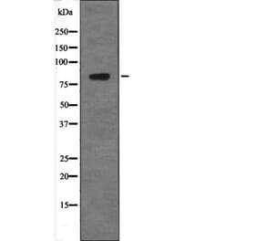Western blot - GRK2 (Phospho-Tyr86) Antibody from Signalway Antibody (12684) - Antibodies.com