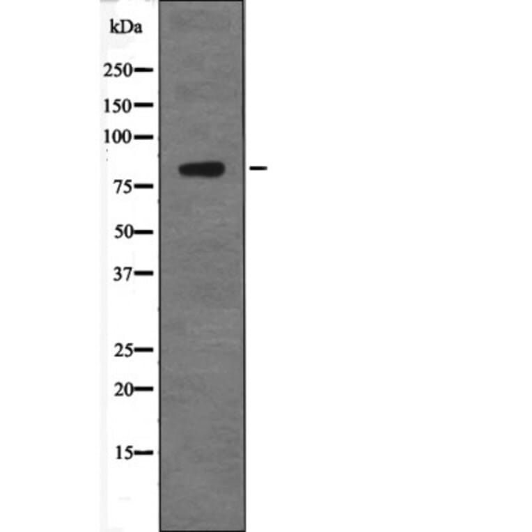 Western blot - GRK2 (Phospho-Tyr86) Antibody from Signalway Antibody (12684) - Antibodies.com