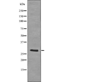 Western blot - LAT (Phospho-Tyr255) Antibody from Signalway Antibody (12728) - Antibodies.com