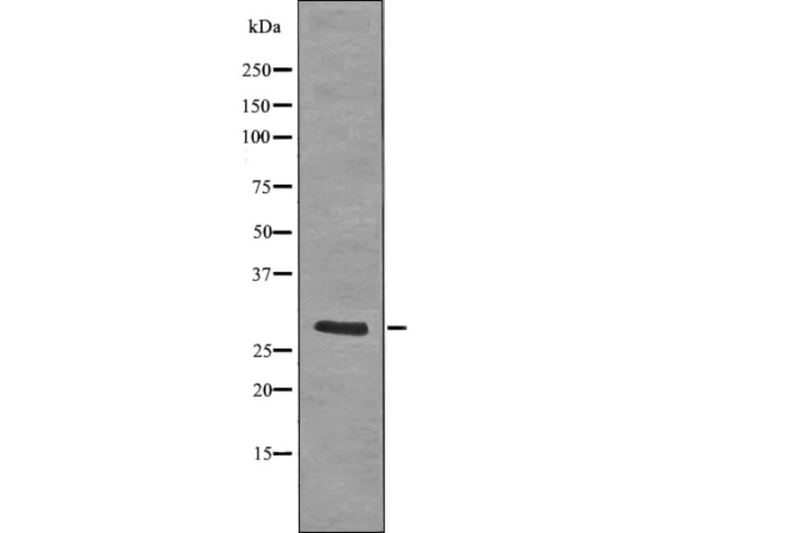 Western blot - LAT (Phospho-Tyr255) Antibody from Signalway Antibody (12728) - Antibodies.com