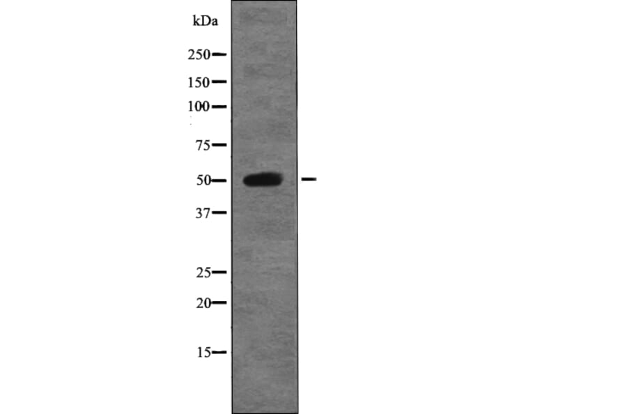 Western blot - GFAP (Phospho-Ser13) Antibody from Signalway Antibody (12757) - Antibodies.com
