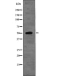 Western blot - GFAP (Phospho-Ser13) Antibody from Signalway Antibody (12757) - Antibodies.com