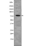 Western blot - p73 (Phospho-Ser388) Antibody from Signalway Antibody (12772) - Antibodies.com