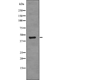 Western blot - RCC1 (Phospho-Ser11) Antibody from Signalway Antibody (12779) - Antibodies.com