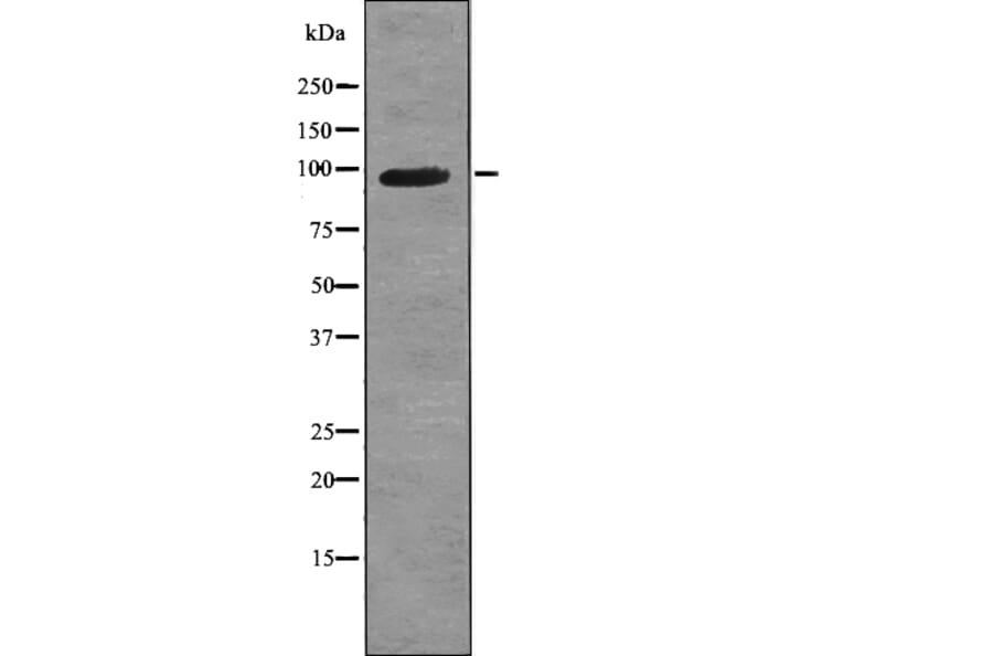 Western blot - VR1 (Phospho-Ser503) Antibody from Signalway Antibody (12789) - Antibodies.com