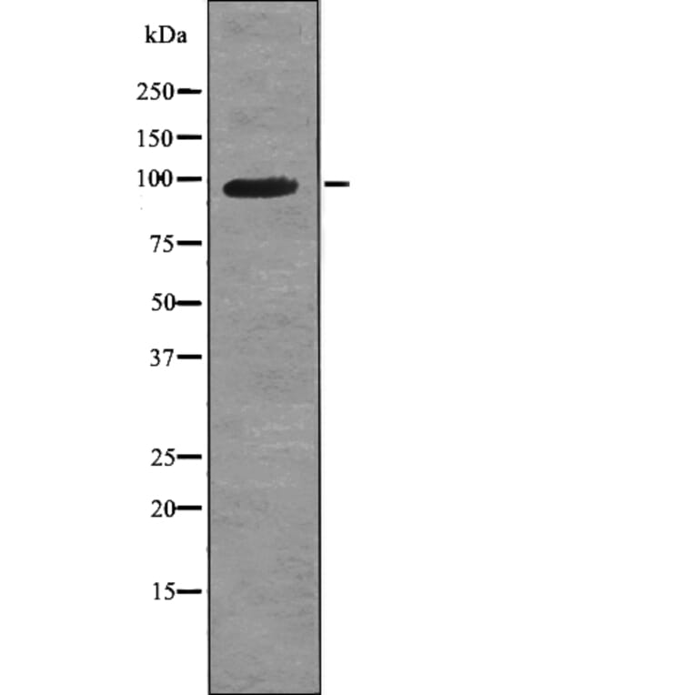 Western blot - VR1 (Phospho-Ser503) Antibody from Signalway Antibody (12789) - Antibodies.com