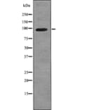 Western blot - VR1 (Phospho-Ser503) Antibody from Signalway Antibody (12789) - Antibodies.com