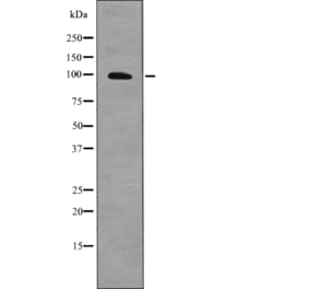 Western blot - AXL (Phospho-Tyr702) Antibody from Signalway Antibody (12791) - Antibodies.com