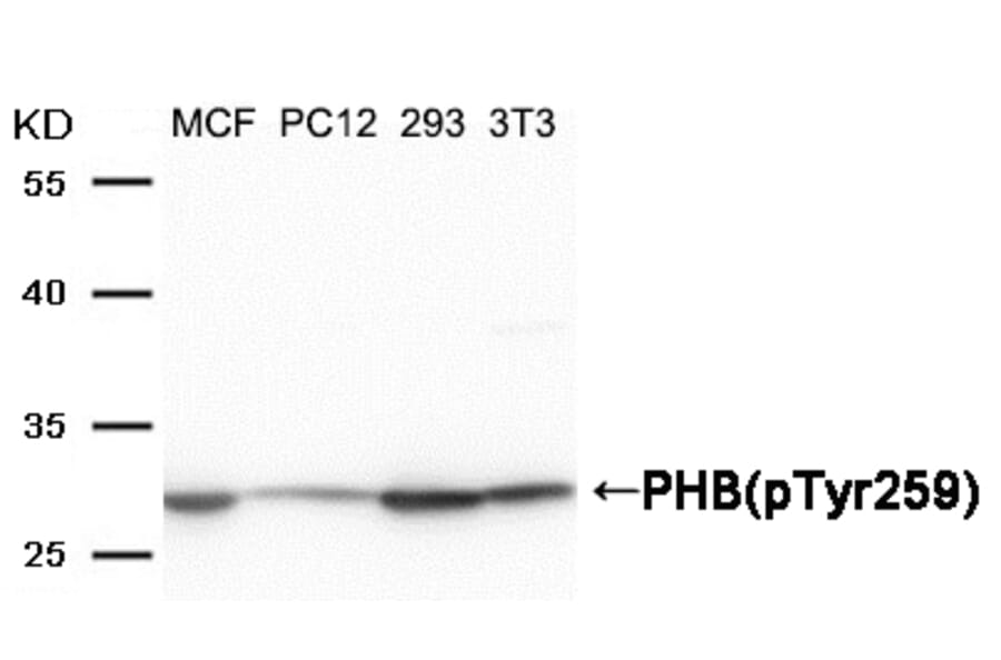 Western blot - PHB (Phospho-Tyr259) Antibody from Signalway Antibody (11587) - Antibodies.com
