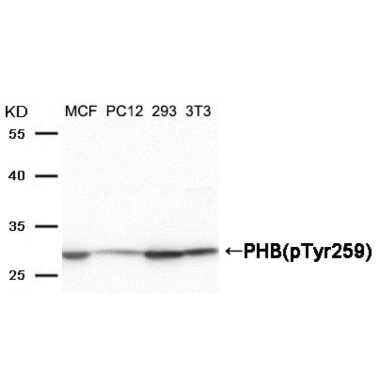 Western blot - PHB (Phospho-Tyr259) Antibody from Signalway Antibody (11587) - Antibodies.com