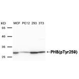 Western blot - PHB (Phospho-Tyr259) Antibody from Signalway Antibody (11587) - Antibodies.com