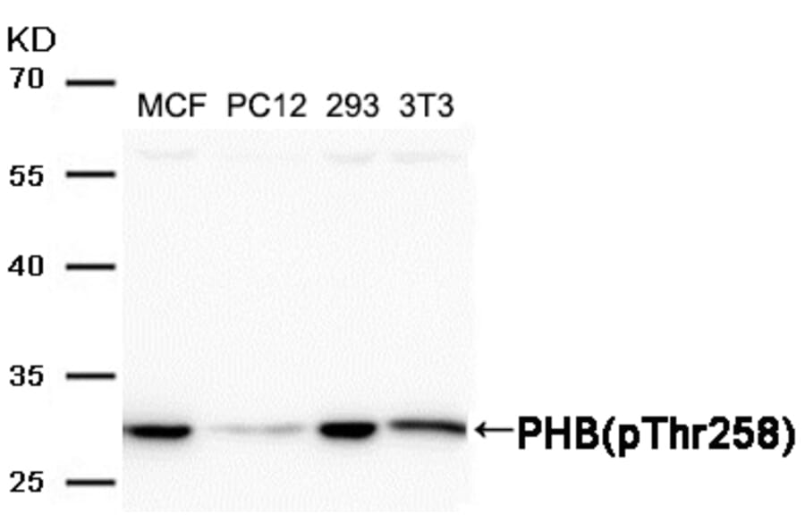 Western blot - PHB (Phospho-Thr258) Antibody from Signalway Antibody (11588) - Antibodies.com
