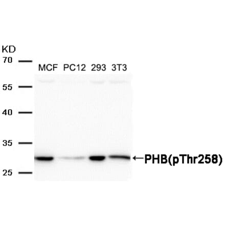Western blot - PHB (Phospho-Thr258) Antibody from Signalway Antibody (11588) - Antibodies.com