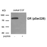 Western blot - GR (Phospho-Ser226) Antibody from Signalway Antibody (11937) - Antibodies.com