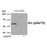 Western blot - Src (Phospho-Ser75) Antibody from Signalway Antibody (11944) - Antibodies.com