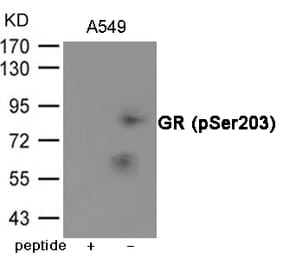 Western blot - GR (Phospho-Ser203) Antibody from Signalway Antibody (12062) - Antibodies.com
