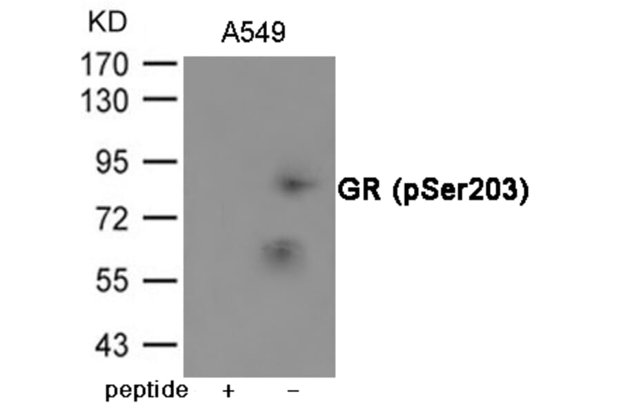 Western blot - GR (Phospho-Ser203) Antibody from Signalway Antibody (12062) - Antibodies.com