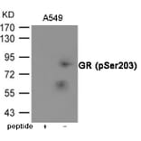 Western blot - GR (Phospho-Ser203) Antibody from Signalway Antibody (12062) - Antibodies.com