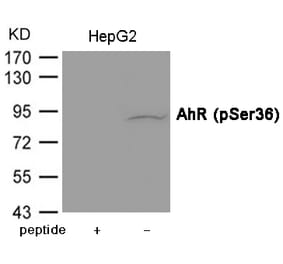 Western blot - AhR (Phospho-Ser36) Antibody from Signalway Antibody (12072) - Antibodies.com
