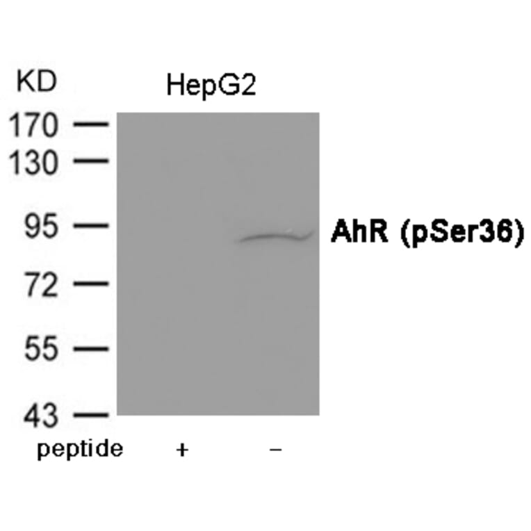 Western blot - AhR (Phospho-Ser36) Antibody from Signalway Antibody (12072) - Antibodies.com