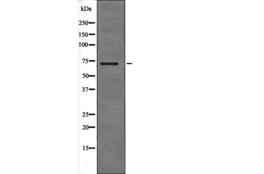 Western blot - SHC (Phospho-Ser36) Antibody from Signalway Antibody (12566) - Antibodies.com