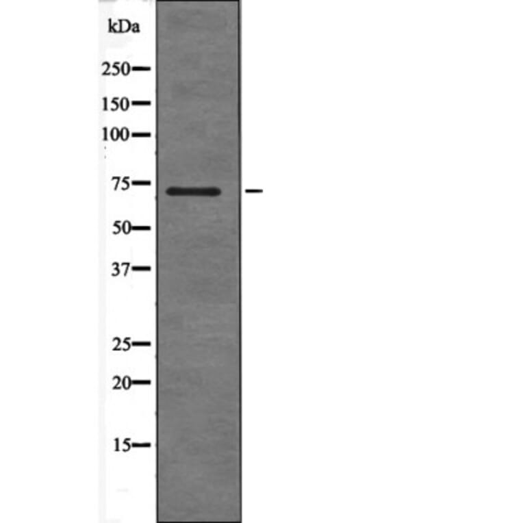 Western blot - SHC (Phospho-Ser36) Antibody from Signalway Antibody (12566) - Antibodies.com